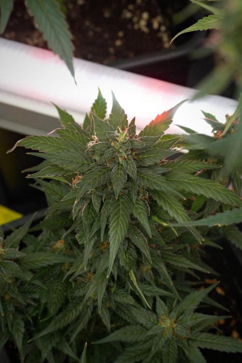 Pheno B Pink Rosay Auto By Zamnesia. Week 10 - Pheno B Pink Rosay Auto