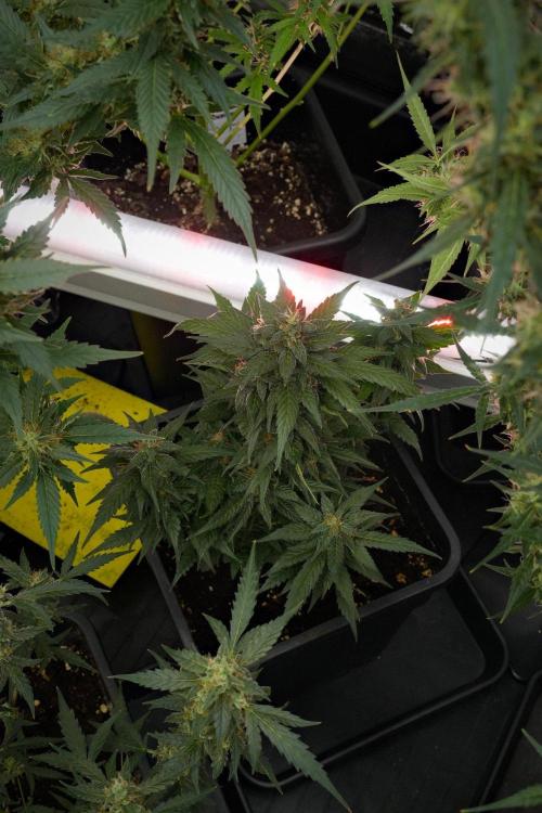 Pheno B Pink Rosay Auto By Zamnesia. Week 10 - Pheno B Pink Rosay Auto