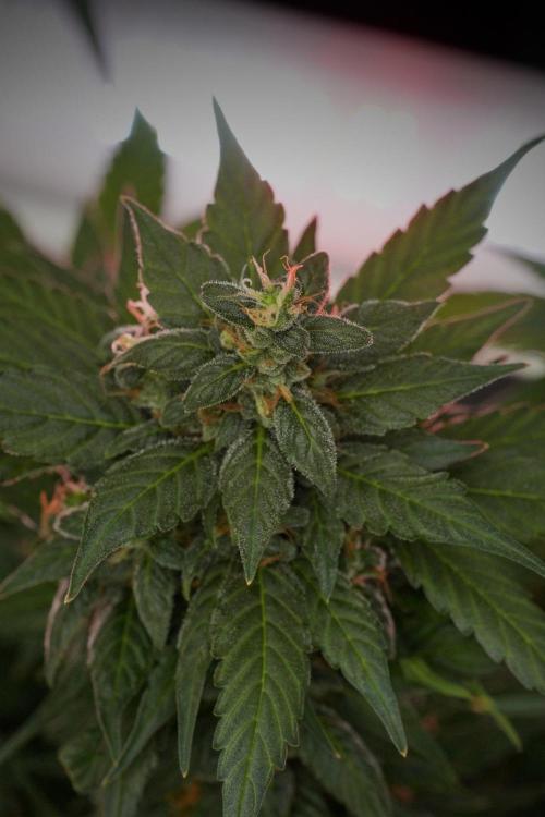 Pheno B Pink Rosay Auto By Zamnesia. Week 10 - Pheno B Pink Rosay Auto