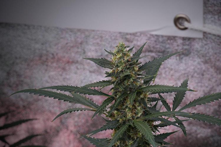 Purple CousKush Auto By Zamnesia Pheno A. Week 10 - Purple CousKush Auto  Pheno A