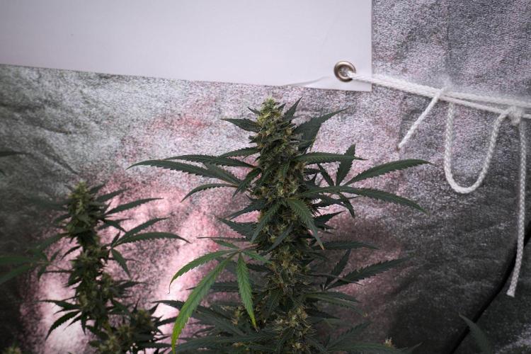 Purple CousKush Auto By Zamnesia Pheno A. Week 10 - Purple CousKush Auto  Pheno A