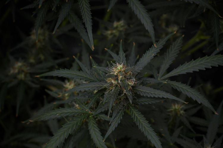 Purple CousKush Auto By Zamnesia Pheno A. Week 10 - Purple CousKush Auto  Pheno A