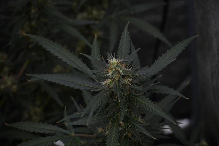 Purple CousKush Auto By Zamnesia Pheno A. Week 10 - Purple CousKush Auto  Pheno A