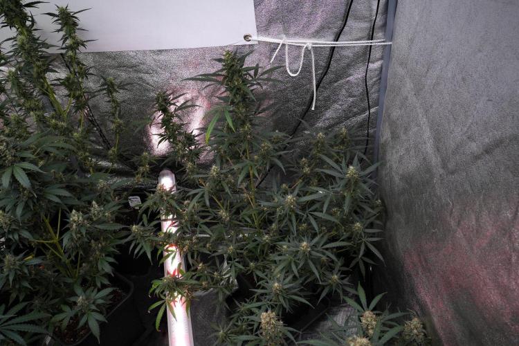 Purple CousKush Auto By Zamnesia Pheno A. Week 10 - Purple CousKush Auto  Pheno A