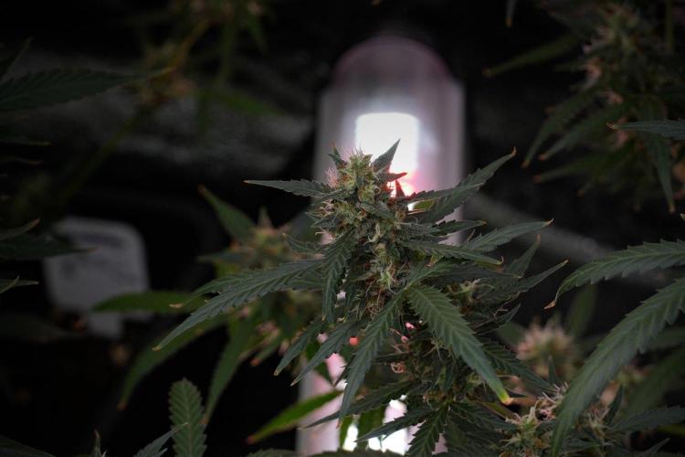 Purple CousKush Auto By Zamnesia Pheno A. Week 10 - Purple CousKush Auto  Pheno A