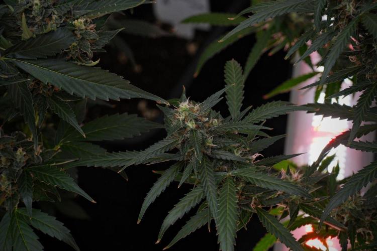 Purple CousKush Auto By Zamnesia Pheno A. Week 10 - Purple CousKush Auto  Pheno A