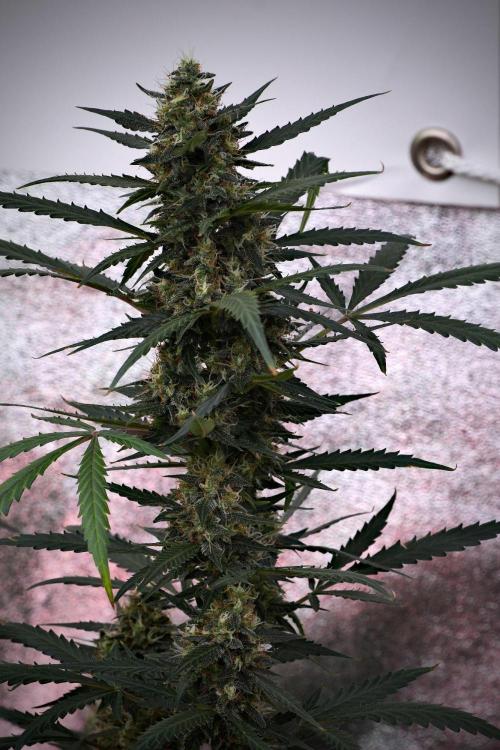 Purple CousKush Auto By Zamnesia Pheno A. Week 10 - Purple CousKush Auto  Pheno A