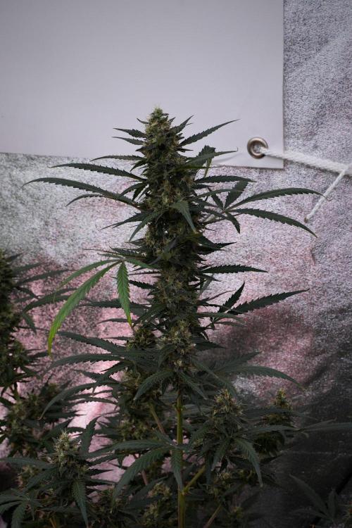 Purple CousKush Auto By Zamnesia Pheno A. Week 10 - Purple CousKush Auto  Pheno A