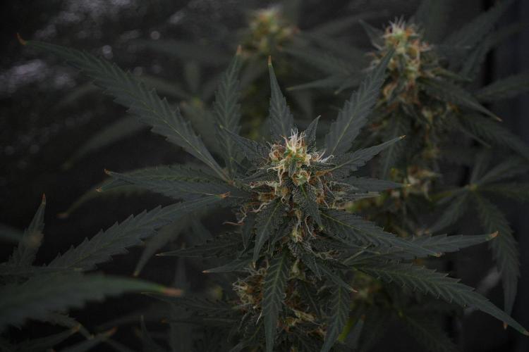 Purple CousKush Auto By Zamnesia Pheno A. Week 10 - Purple CousKush Auto  Pheno A