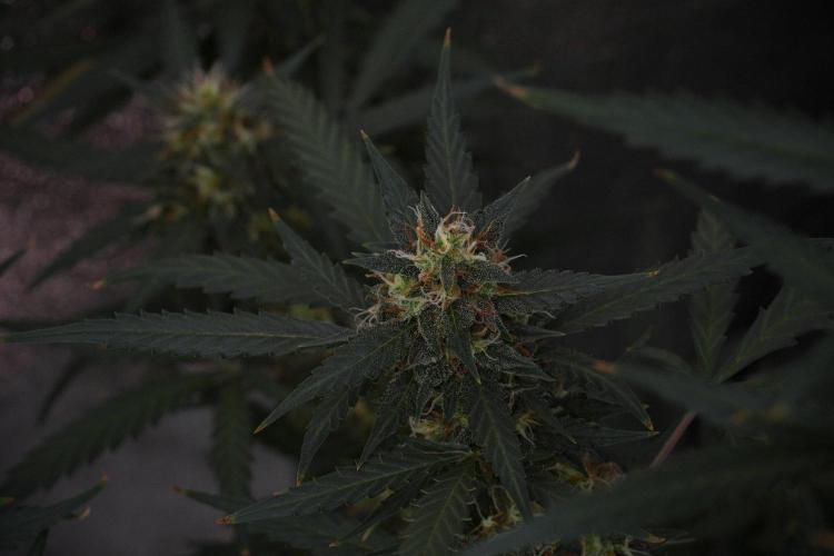 Purple CousKush Auto By Zamnesia Pheno A. Week 10 - Purple CousKush Auto  Pheno A