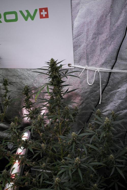Purple CousKush Auto By Zamnesia Pheno A. Week 10 - Purple CousKush Auto  Pheno A