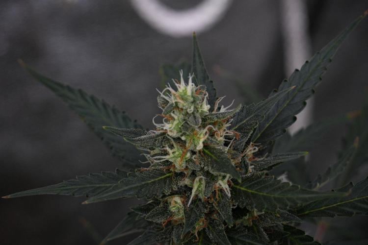Purple CousKush Auto By Zamnesia Pheno A. Week 10 - Purple CousKush Auto  Pheno A