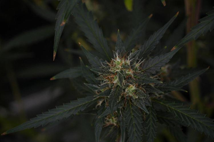 Purple CousKush Auto By Zamnesia Pheno A. Week 10 - Purple CousKush Auto  Pheno A