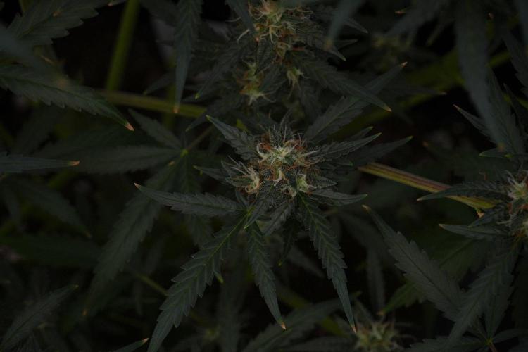 Purple CousKush Auto By Zamnesia Pheno A. Week 10 - Purple CousKush Auto  Pheno A