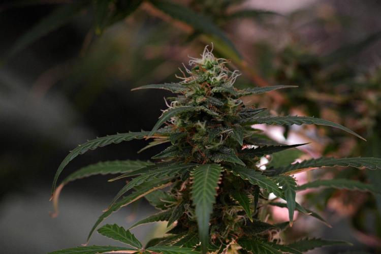 Purple CousKush Auto By Zamnesia Pheno A. Week 10 - Purple CousKush Auto  Pheno A