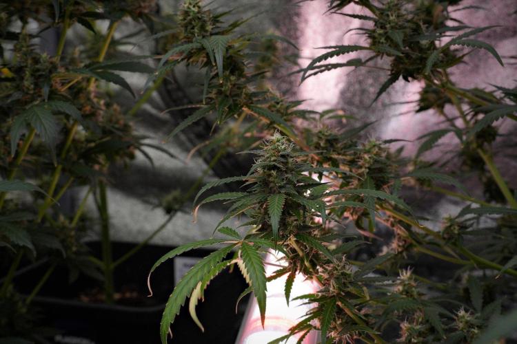 Purple CousKush Auto By Zamnesia Pheno A. Week 10 - Purple CousKush Auto  Pheno A