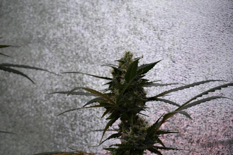 Purple CousKush Auto By Zamnesia Pheno A. Week 10 - Purple CousKush Auto  Pheno A