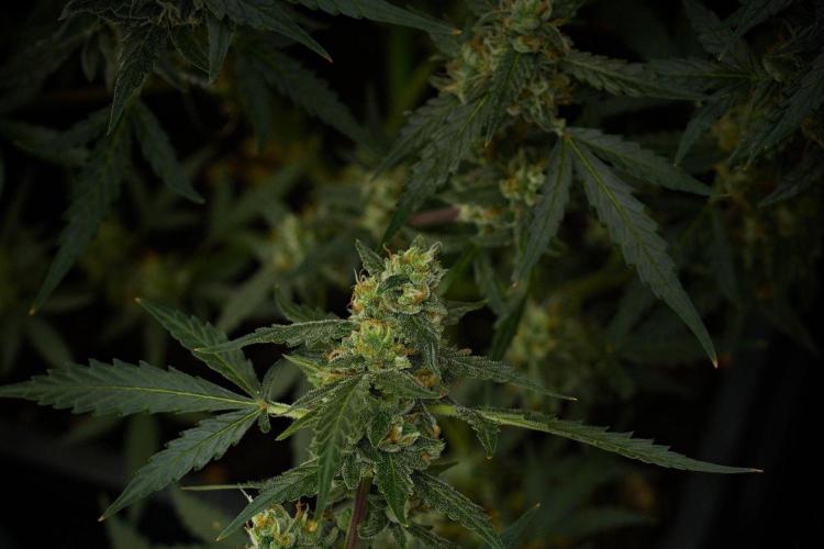Pheno B Purple CousKush Auto By Zamnesia. Week 10 - Pheno B Purple CousKush Auto 