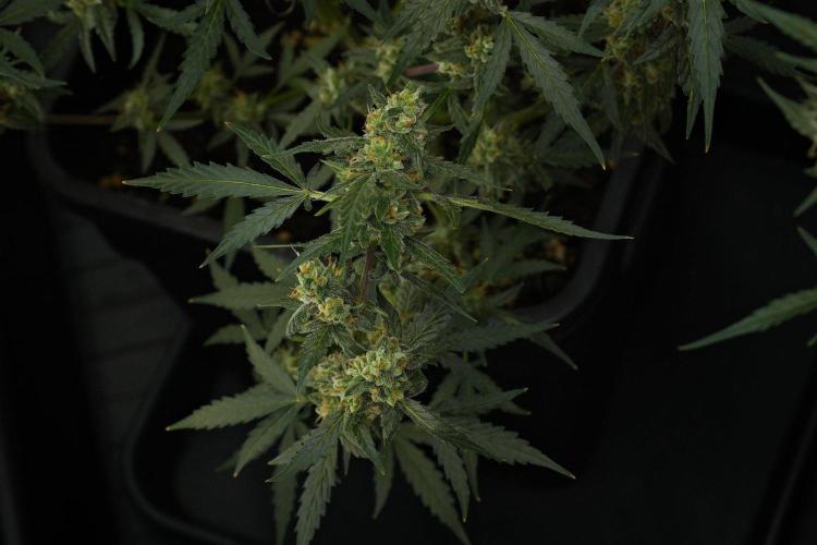 Pheno B Purple CousKush Auto By Zamnesia. Week 10 - Pheno B Purple CousKush Auto 