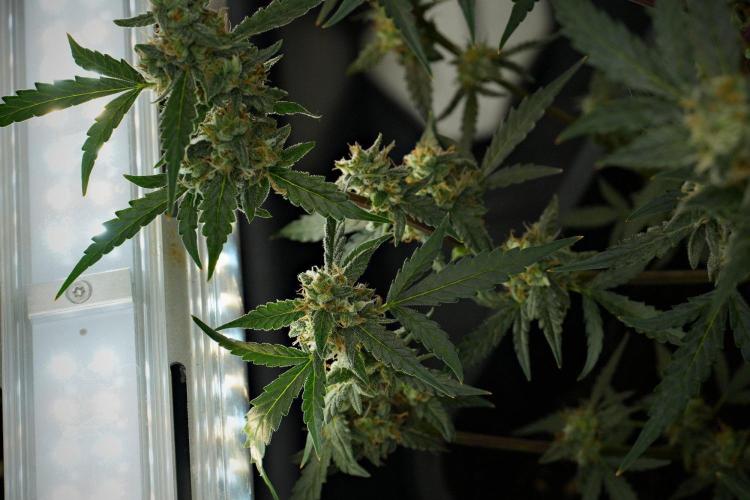 Pheno B Purple CousKush Auto By Zamnesia. Week 10 - Pheno B Purple CousKush Auto 