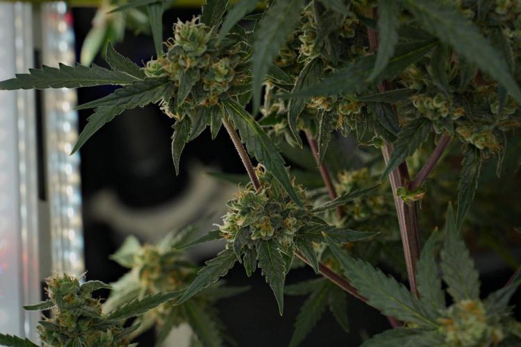 Pheno B Purple CousKush Auto By Zamnesia. Week 10 - Pheno B Purple CousKush Auto 