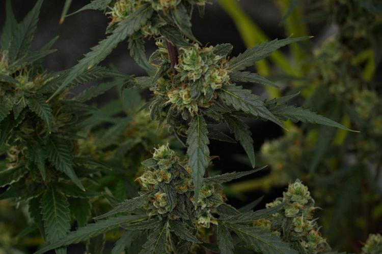 Pheno B Purple CousKush Auto By Zamnesia. Week 10 - Pheno B Purple CousKush Auto 