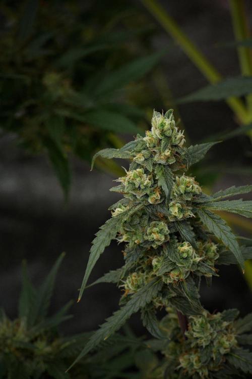 Pheno B Purple CousKush Auto By Zamnesia. Week 10 - Pheno B Purple CousKush Auto 