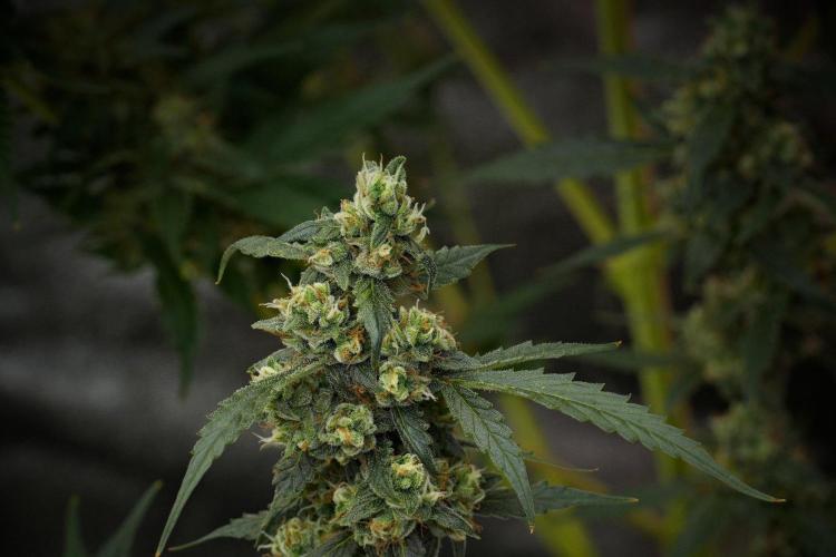 Pheno B Purple CousKush Auto By Zamnesia. Week 10 - Pheno B Purple CousKush Auto 