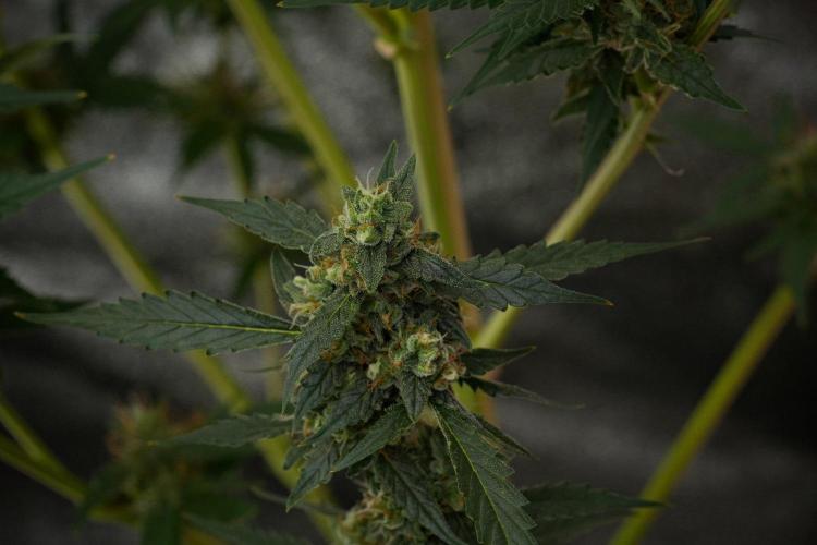 Pheno B Purple CousKush Auto By Zamnesia. Week 10 - Pheno B Purple CousKush Auto 