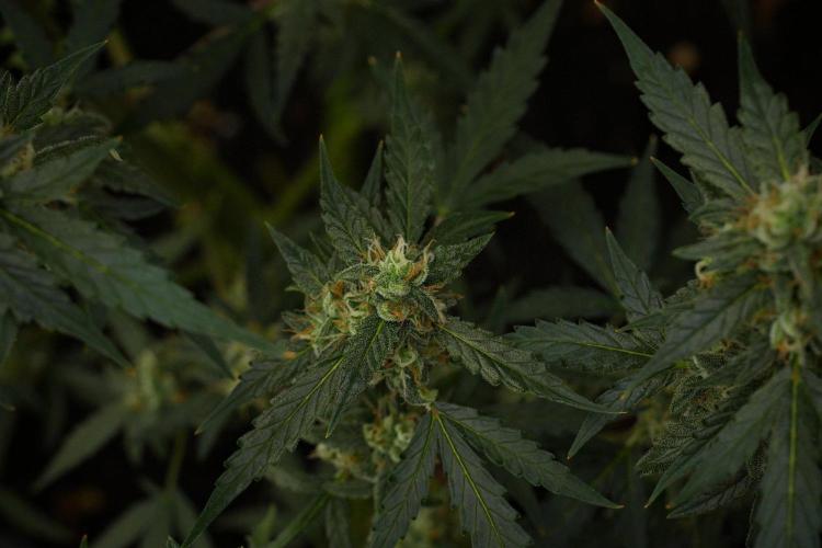 Pheno B Purple CousKush Auto By Zamnesia. Week 10 - Pheno B Purple CousKush Auto 