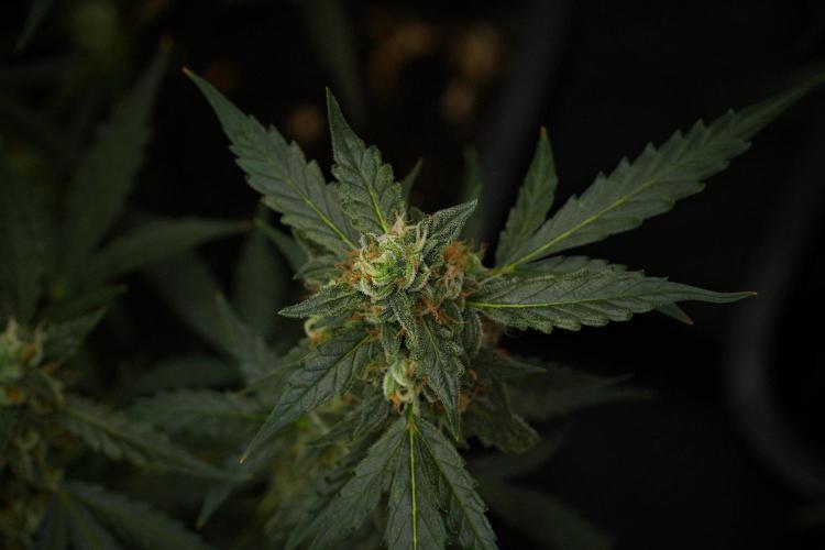 Pheno B Purple CousKush Auto By Zamnesia. Week 10 - Pheno B Purple CousKush Auto 