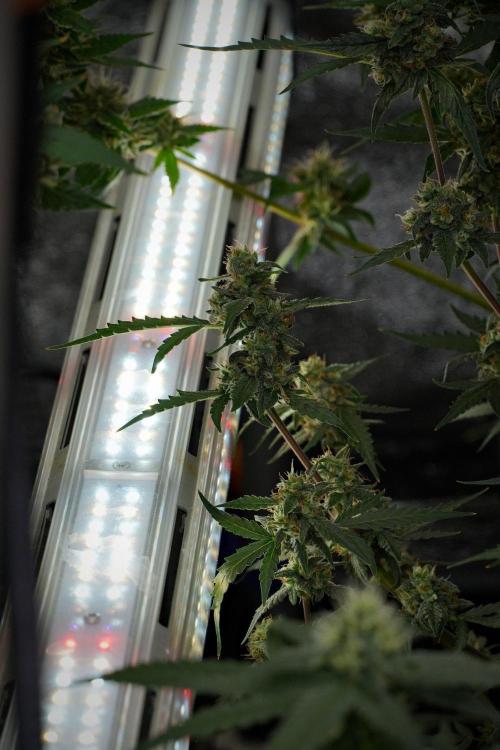 Pheno B Purple CousKush Auto By Zamnesia. Week 10 - Pheno B Purple CousKush Auto 