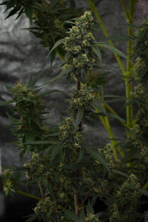 Pheno B Purple CousKush Auto By Zamnesia. Week 10 - Pheno B Purple CousKush Auto 