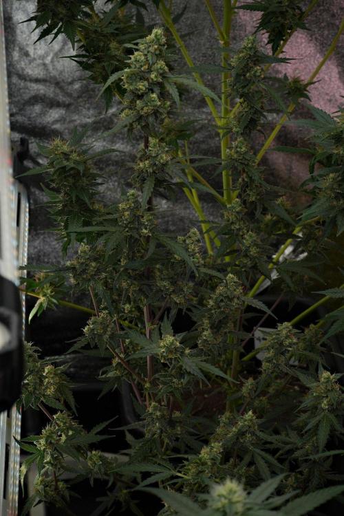 Pheno B Purple CousKush Auto By Zamnesia. Week 10 - Pheno B Purple CousKush Auto 