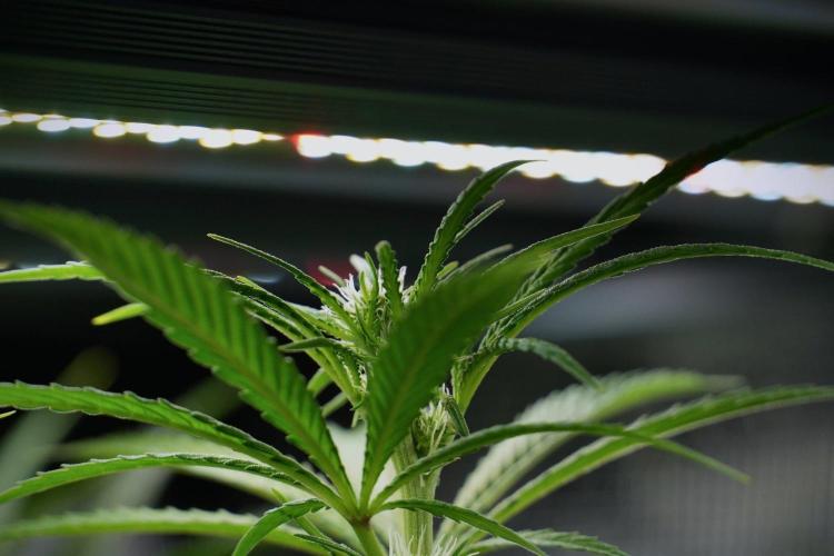 Blue Waffle F1 Zamnesia Pheno A. Week 9 - Blue Waffle F1 Pheno A
