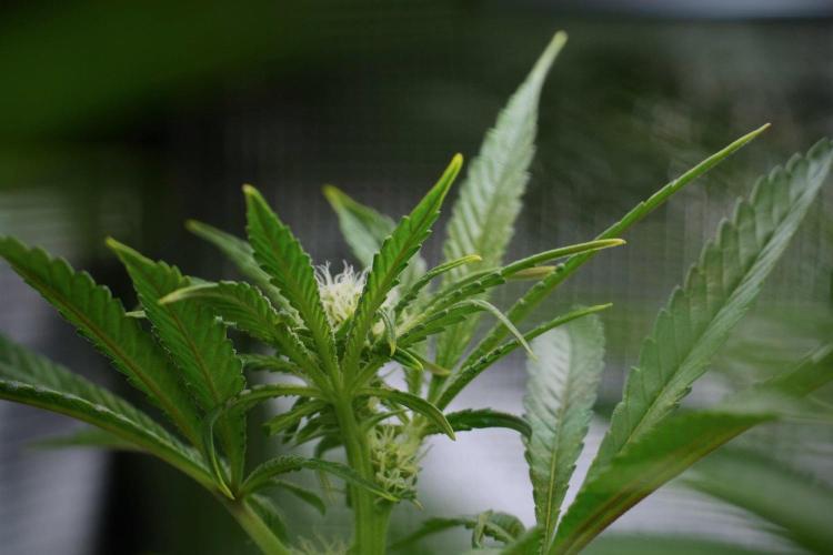 Blue Waffle F1 Zamnesia Pheno A. Week 9 - Blue Waffle F1 Pheno A