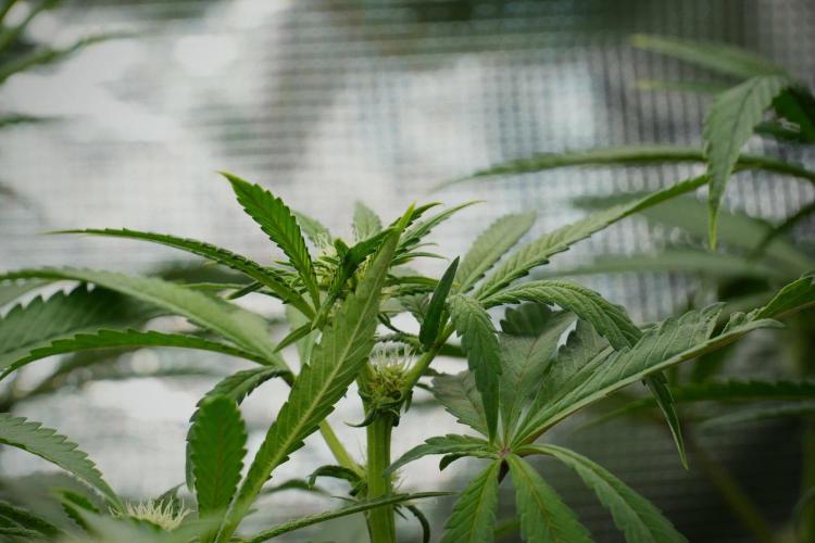 Blue Waffle F1 Zamnesia Pheno A. Week 9 - Blue Waffle F1 Pheno A