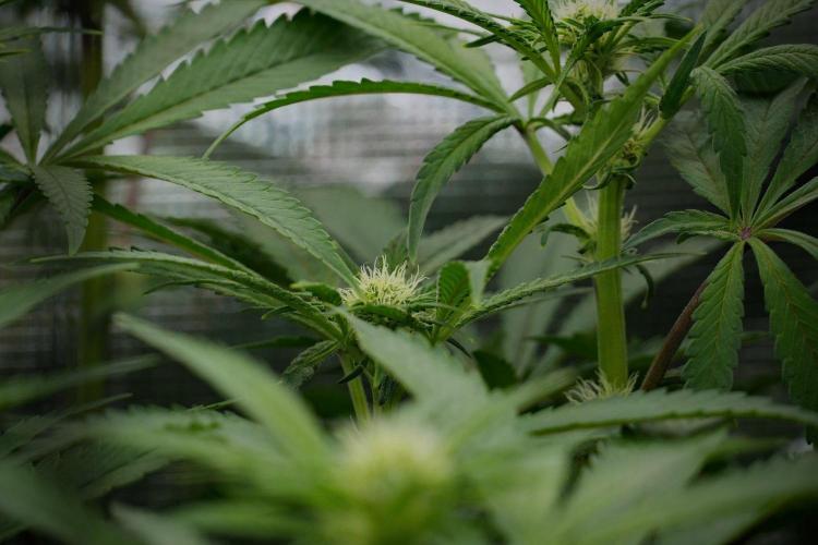 Blue Waffle F1 Zamnesia Pheno A. Week 9 - Blue Waffle F1 Pheno A