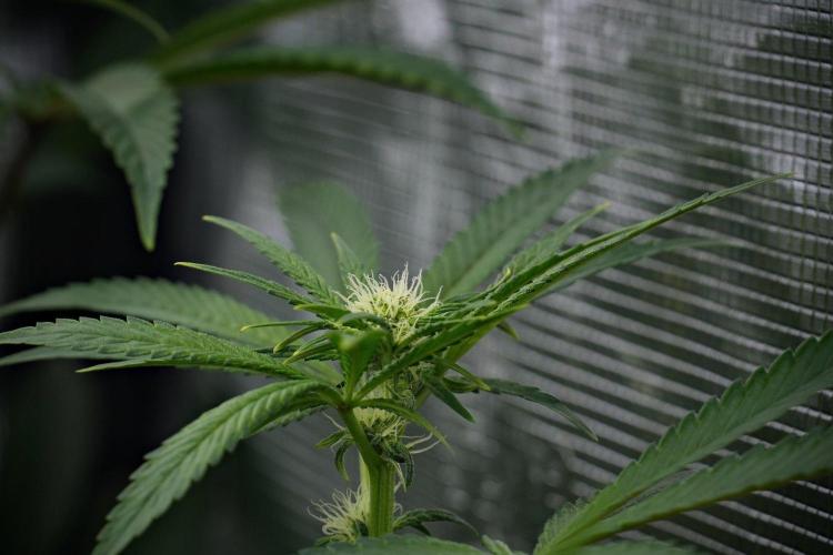 Blue Waffle F1 Zamnesia Pheno A. Week 9 - Blue Waffle F1 Pheno A