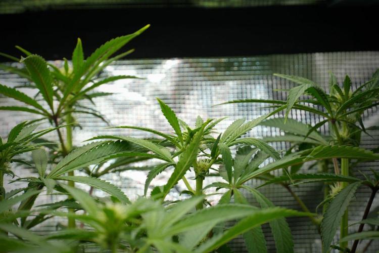 Blue Waffle F1 Zamnesia Pheno A. Week 9 - Blue Waffle F1 Pheno A