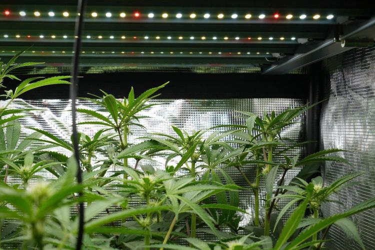 Blue Waffle F1 Zamnesia Pheno A. Week 9 - Blue Waffle F1 Pheno A