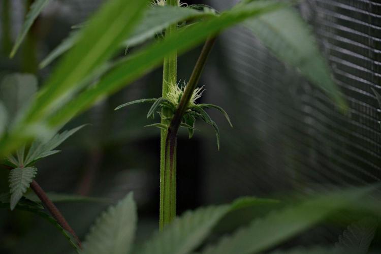 Blue Waffle F1 Zamnesia Pheno A. Week 9 - Blue Waffle F1 Pheno A