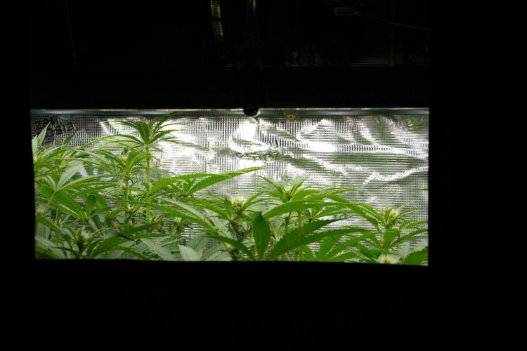 Blue Waffle F1 Zamnesia Pheno A. Week 9 - the window 