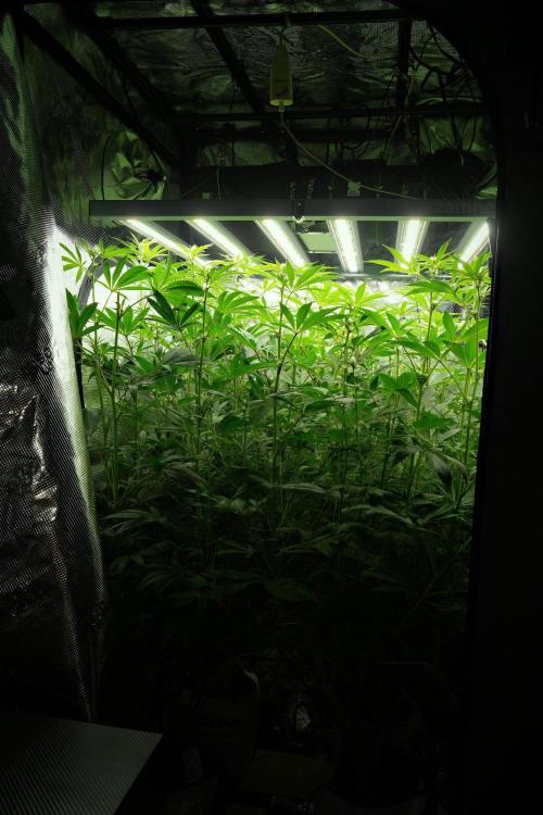 Blue Waffle F1 Zamnesia Pheno A. Week 9 - room and vibes