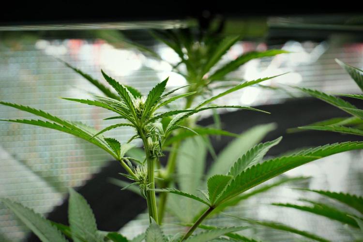 Blue Waffle F1 Zamnesia Pheno A. Week 9 - before defoliation 