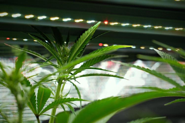 Blue Waffle F1 Zamnesia Pheno A. Week 9 - before defoliation 