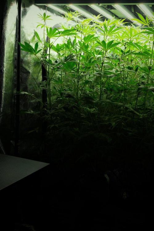 Blue Waffle F1 Zamnesia Pheno A. Week 9 - before defoliation 