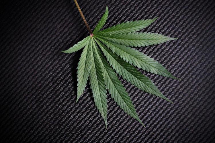Blue Waffle F1 Zamnesia Pheno A. Week 9 - Defoliation times 