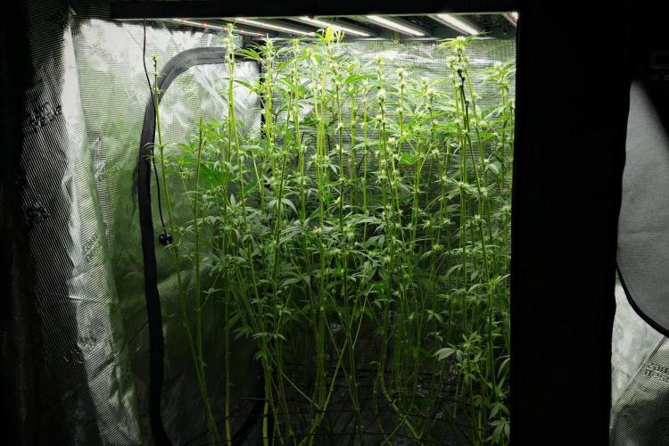 Blue Waffle F1 Zamnesia Pheno A. Week 9 - Defoliation times 