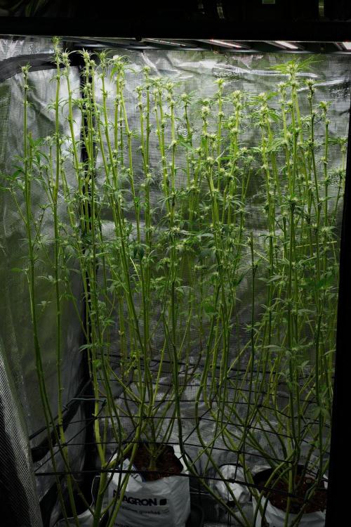 Blue Waffle F1 Zamnesia Pheno A. Week 9 - Defoliation done